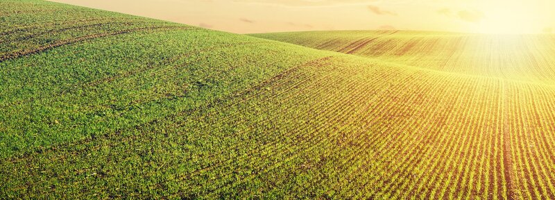 Green field with sun